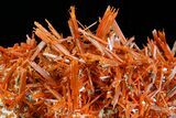 Vibrant Orange Crocoite Crystal Cluster - Stunning Specimen! #182743-5